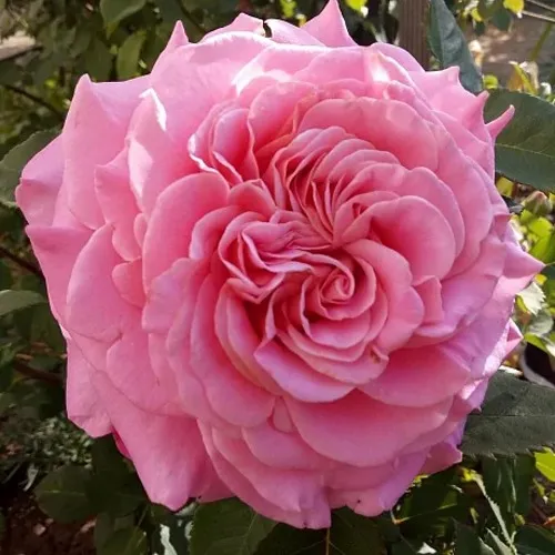 Саженцы роз ЭШЛИ чайно-гибридная в Москве