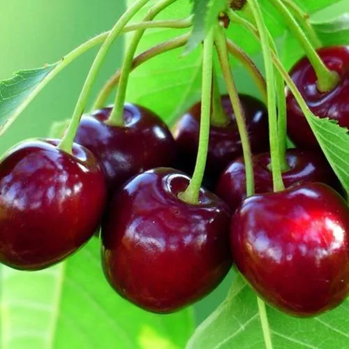 Вишня ВЯНОК в Москве