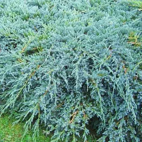 Можжевельник БЛЮ КАРПЕТ чешуйчатый  Можжевельник БЛЮ КАРПЕТ чешуйчатый в Москве