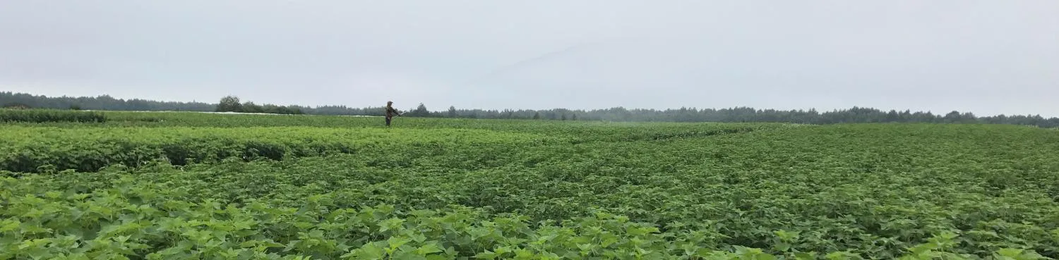 Принимаем заявки на производство качественного посадочного материала под заказ Принимаем заявки на производство качественного посадочного материала под заказ