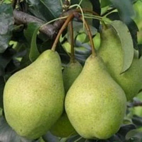 Лучшие сорта саженцев груш Лучшие сорта саженцев груш