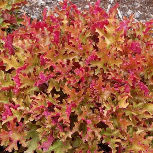 Гейхера МАРМЕЛАД  Гейхера МАРМЕЛАД в Москве