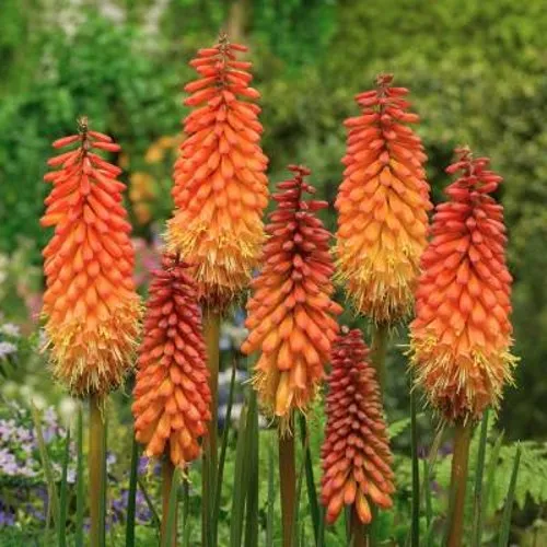 Книфофия АЛЬКАЗАР гибридная  Книфофия АЛЬКАЗАР гибридная в Москве