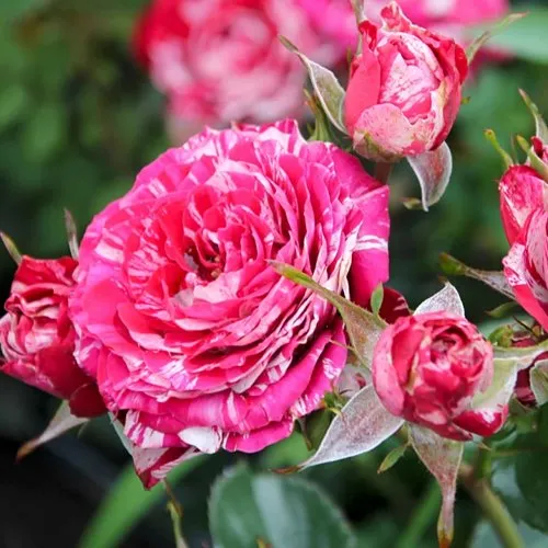 Саженцы роз АРРОУ ФОЛИЕС спрей  Саженцы роз АРРОУ ФОЛИЕС спрей в Москве