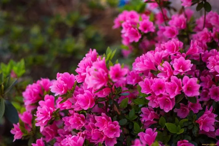 Обновление ассортимента сортов азалий: новинки сезона и эксклюзивные предложения Обновление ассортимента сортов азалий: новинки сезона и эксклюзивные предложения