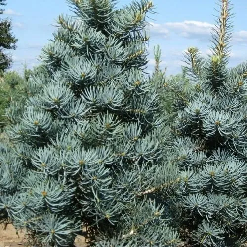 Пихта КОНКОЛОР в Москве