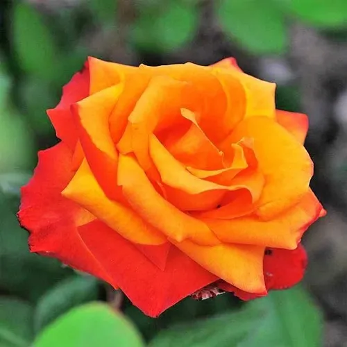 Саженцы роз ТЕМПИ МОДЕРНИ чайно-гибридная в Москве