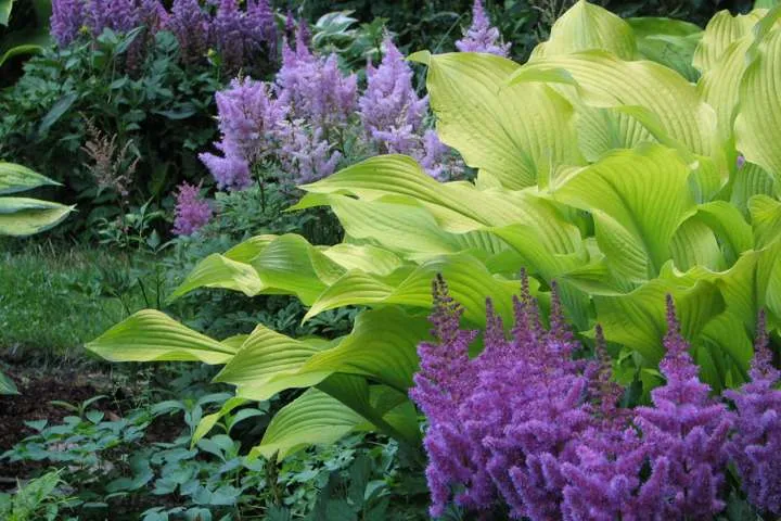 Лучшие сорта многолетних растений Лучшие сорта многолетних растений