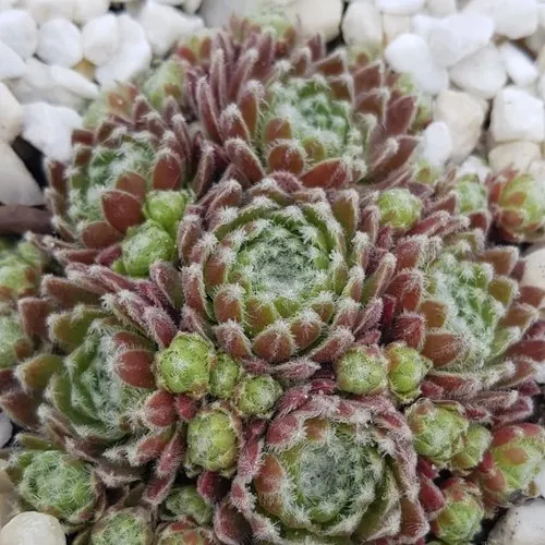 Молодило МОРКЕРС МЕРИТ  Молодило МОРКЕРС МЕРИТ в Москве