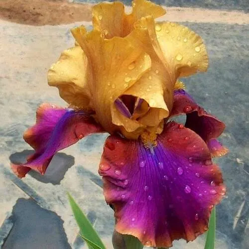 Ирис ГАЛА МАДРИД бородатый  Ирис ГАЛА МАДРИД бородатый в Москве