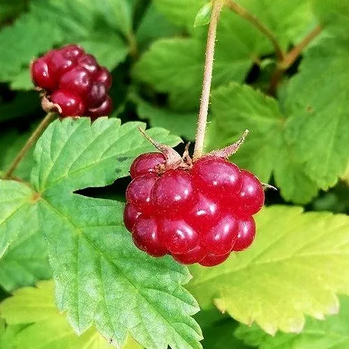 Княженика АННА  Княженика АННА в Москве