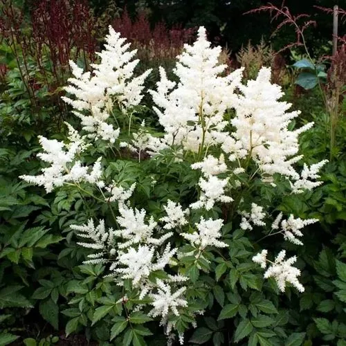 Астильба ДОЙЧЛАНД японская в Москве