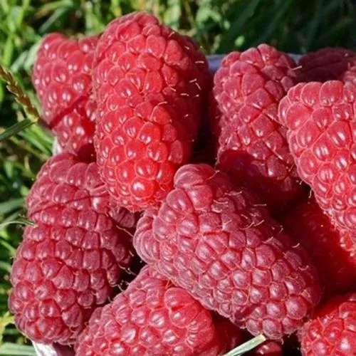 Малина САМОСВАЛ в Москве