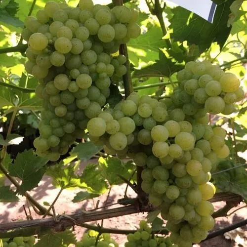 Виноград КИШМИШ 311  Виноград КИШМИШ 311 в Москве