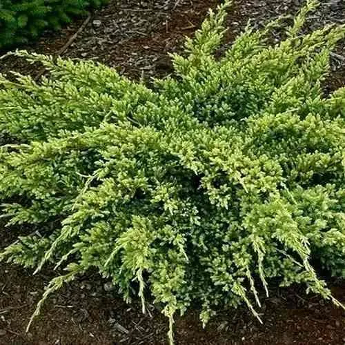 Можжевельник ДРИМ ДЖОЙ чешуйчатый  Можжевельник ДРИМ ДЖОЙ чешуйчатый в Москве