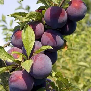 Поздняя в Москве