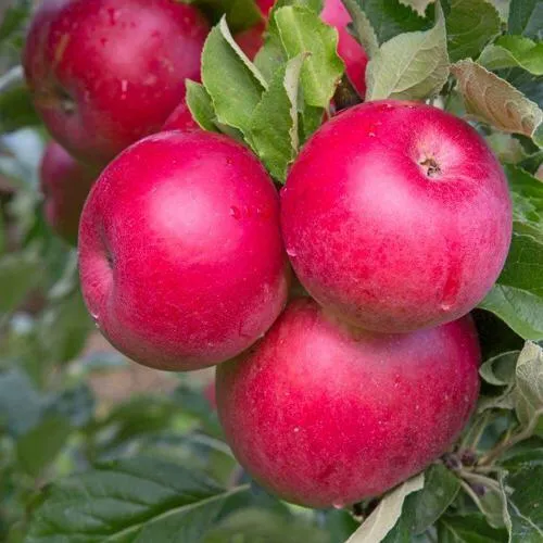 Яблоня РОЖДЕСТВЕНСКОЕ в Москве