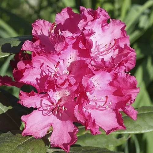 саженцы рододендрона саженцы рододендрона