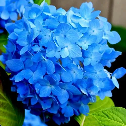 Гортензия НИККО БЛЮ крупнолистная  Гортензия НИККО БЛЮ крупнолистная в Москве