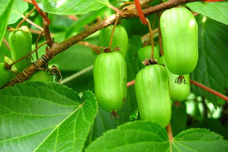 Новые саженцы актинидии для вашего сада Новые саженцы актинидии для вашего сада