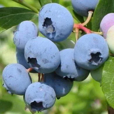 Поздние сорта в Москве