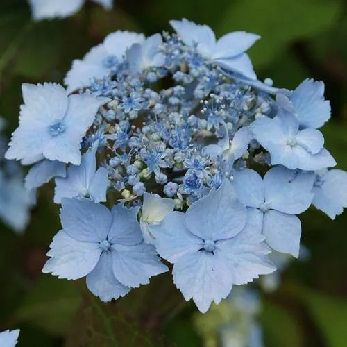 Гортензия БЛЮ ДЕКЛ пильчатая в Москве