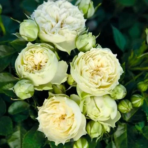 Саженцы роз БЛАНШЕТТ спрей в Москве