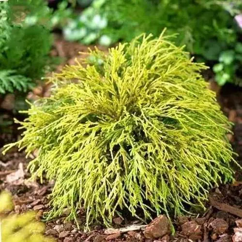 Кипарисовик ВАВЕЛ горохоплодный в Москве