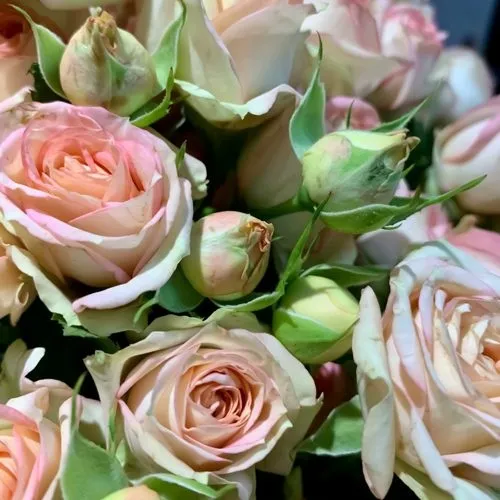 Саженцы роз АЗОРЕ спрей  Саженцы роз АЗОРЕ спрей в Москве