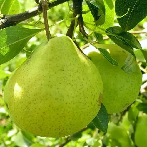 Груша ДАЛИКОР колонновидная  Груша ДАЛИКОР колонновидная в Москве