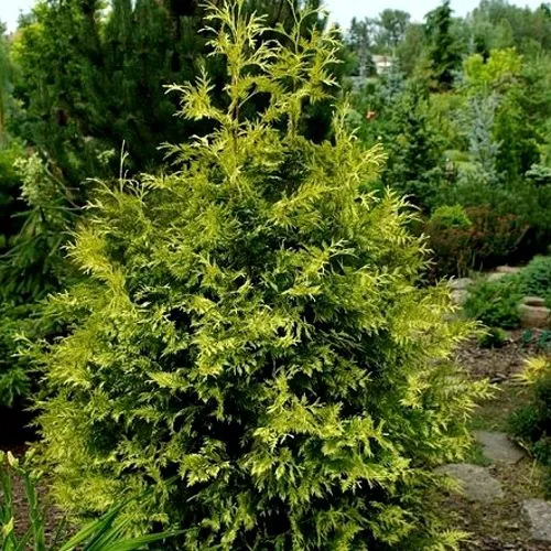 Туя ЗЕБРИНА ЭКСТРА ГОЛД складчатая в Москве