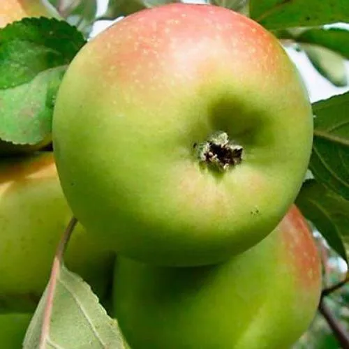 Яблоня БРАТ ЧУДНОГО стелющаяся  Яблоня БРАТ ЧУДНОГО стелющаяся в Москве