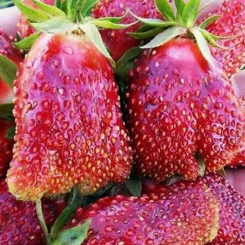 Клубника КУПЧИХА  Клубника КУПЧИХА в Москве