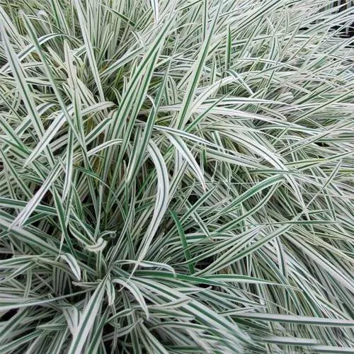 Райграс ВАРИЕГАТТА бульбоносный  Райграс ВАРИЕГАТТА бульбоносный в Москве