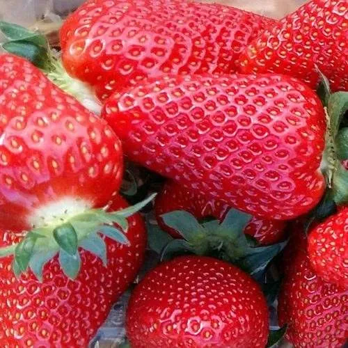 Клубника АМИ  Клубника АМИ в Москве