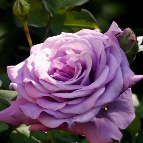 Саженцы роз ЛУГДУНУМ чайно-гибридная в Москве