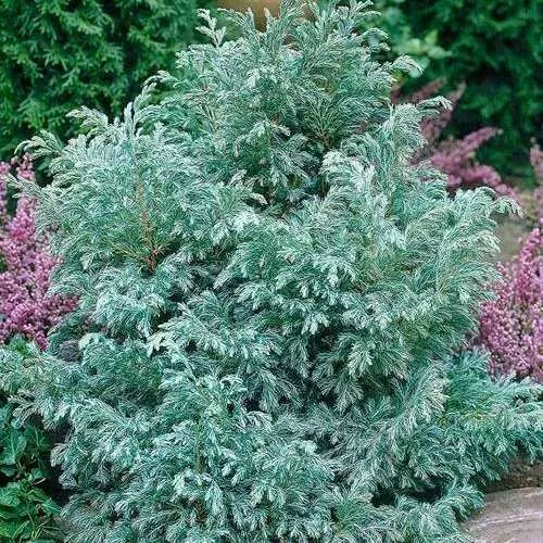 Кипарисовик БУЛЕВАРД горохоплодный  Кипарисовик БУЛЕВАРД горохоплодный в Москве