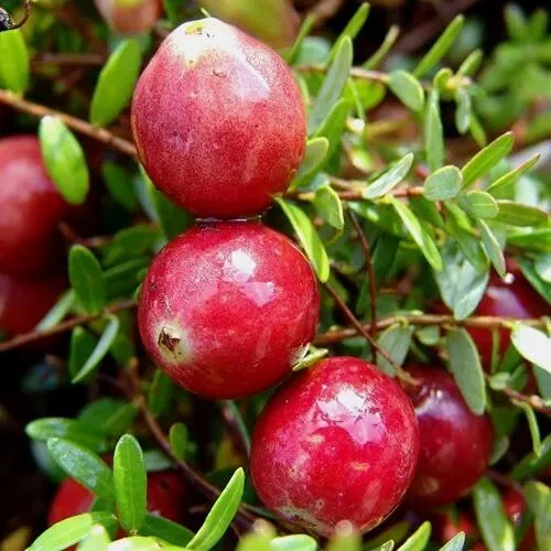 Клюква СТИВЕНС  Клюква СТИВЕНС в Москве