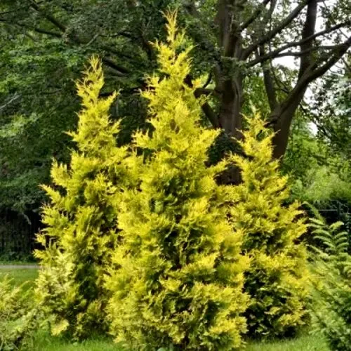 Туя ГОЛДЕН БРАБАНТ западная  Туя ГОЛДЕН БРАБАНТ западная в Москве