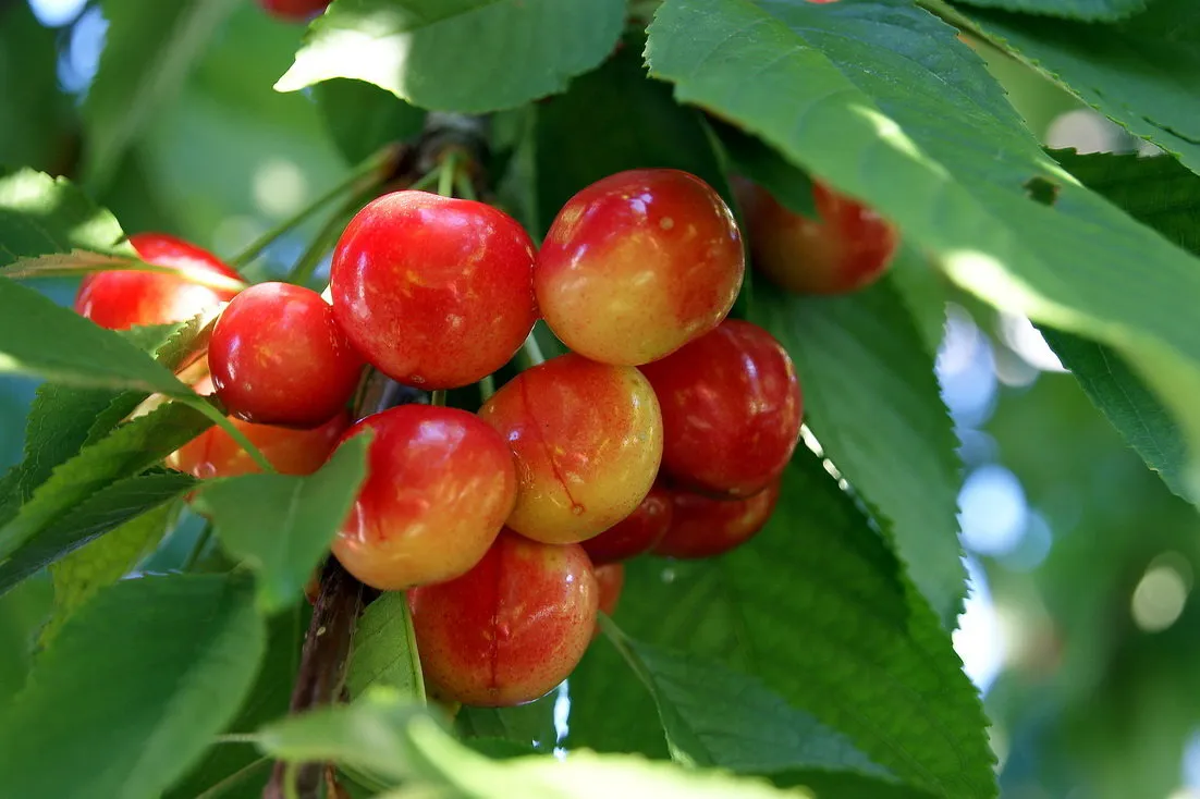 Черешня не любит одиночества                                     