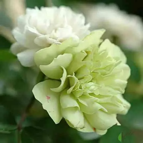 Саженцы роз ГРИН АЙС миниатюрная  Саженцы роз ГРИН АЙС миниатюрная в Москве