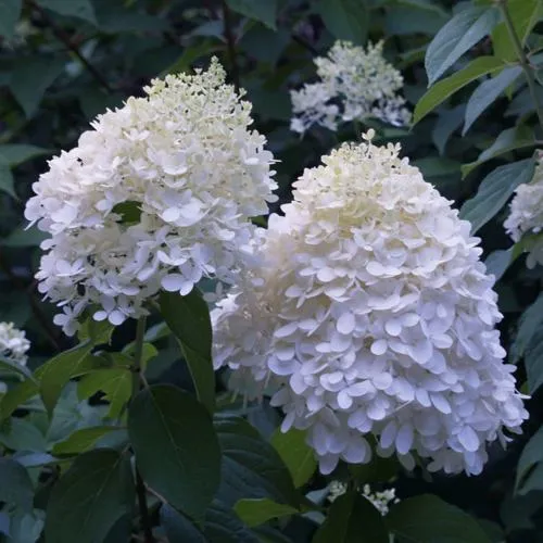 Гортензия ТАРДИВА метельчатая  Гортензия ТАРДИВА метельчатая в Москве