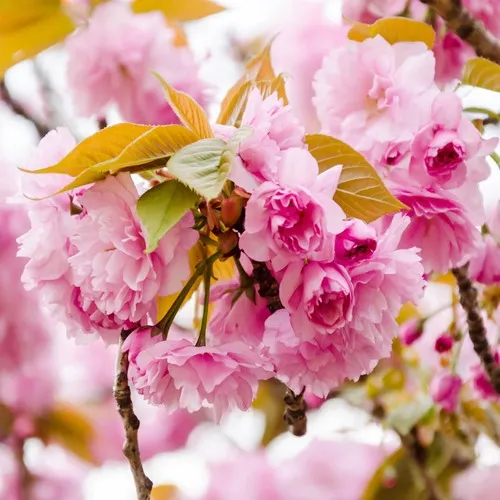 Сакура КАНЗАН в Москве