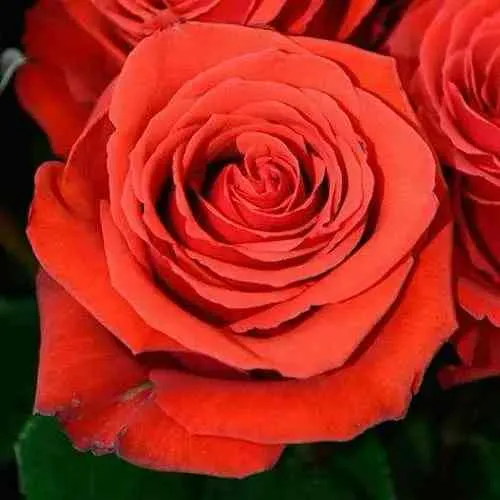 Саженцы роз МЕДАЛЬОН чайно-гибридная в Москве