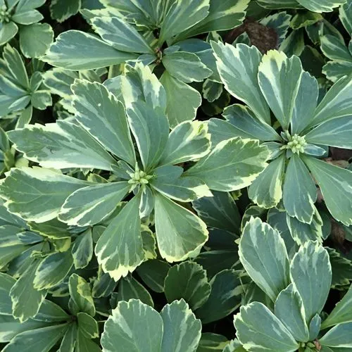 саженцы пазхизандры саженцы пазхизандры