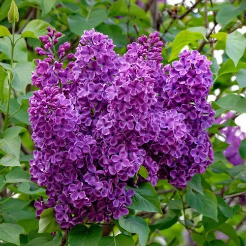 Сирень СУМЕРКИ  Сирень СУМЕРКИ в Москве