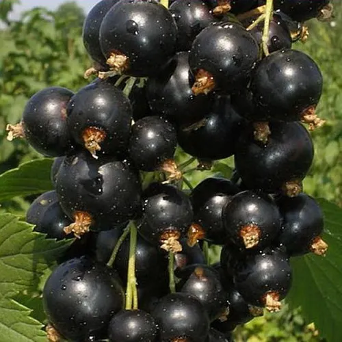 Смородина черная ИСКУШЕНИЕ  Смородина черная ИСКУШЕНИЕ в Москве