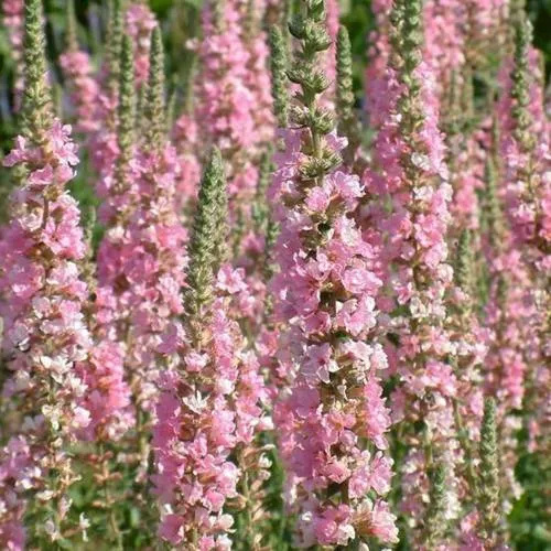 саженцы дербенника саженцы дербенника