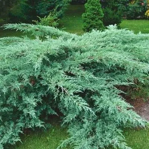 Можжевельник ГРЕЙ ОУЛ виргинский в Москве