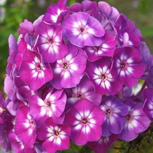 саженцы флокса саженцы флокса